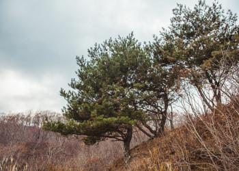 Заповедник Кедровая Падь в России расположен на склонах Восточно-Маньчжурских гор на Дальнем Востоке – фотографии России