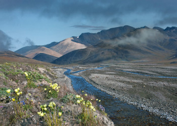 Труднодоступный заповедник остров Врангеля (Wrangel Island), Чукотка, Россия – фотографии России