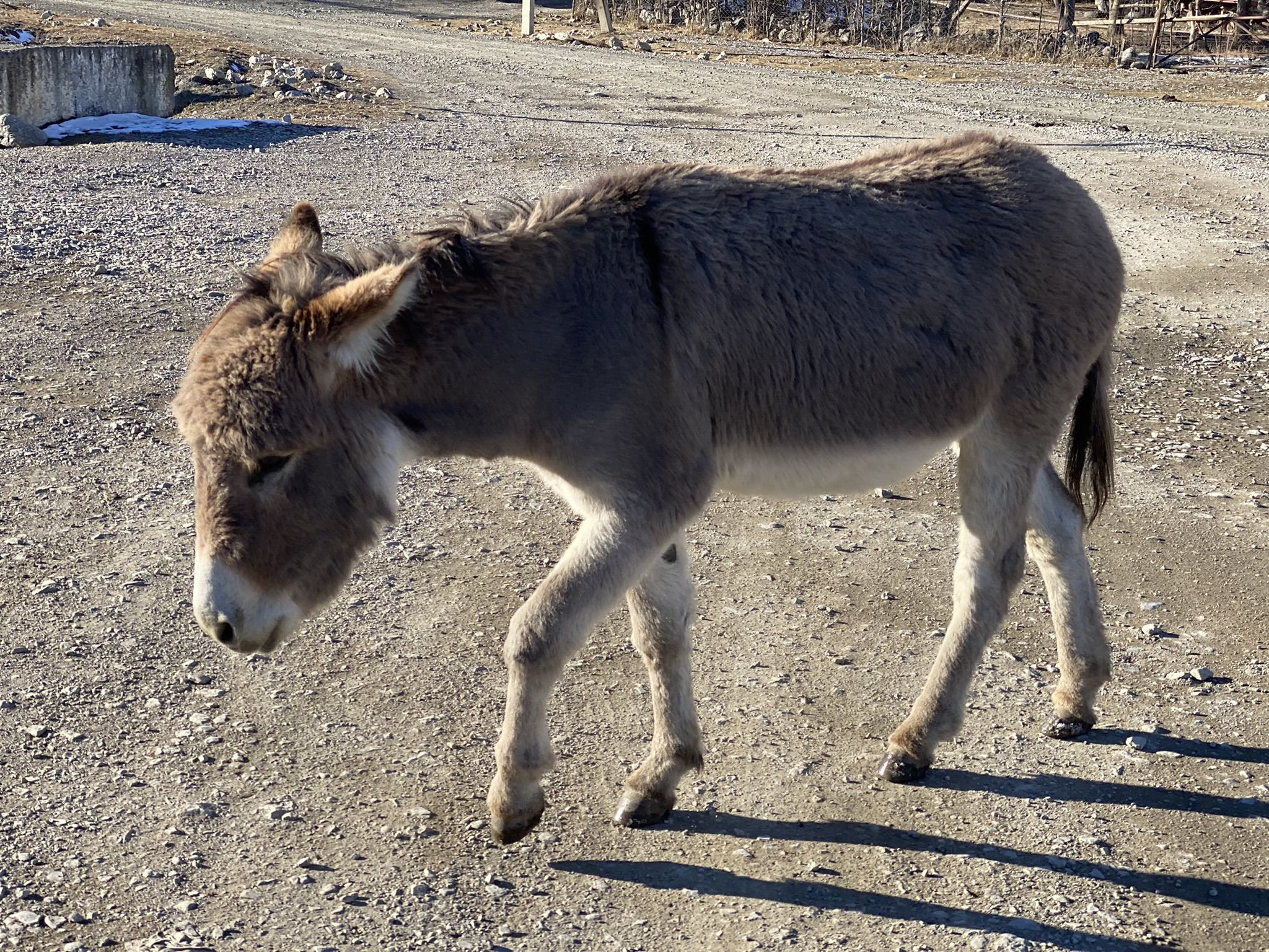 Северо-Осетинский ослик – фотографии России