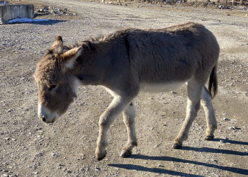 Северо-Осетинский ослик – фотографии России