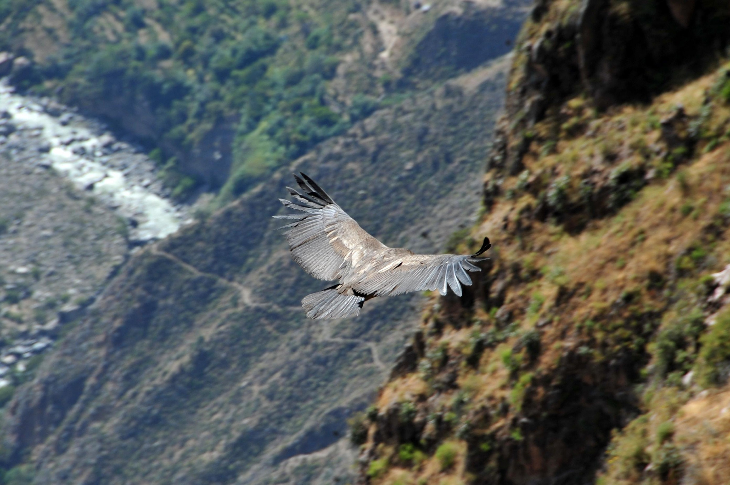 Кондор – фотографии Перу