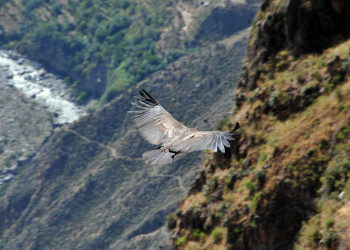 Кондор – фотографии Перу