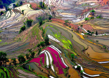 Зрелищные рисовые террасы Хунхэ-Хани (Honghe Hani Rice Terraces), Китай – фотографии Китая