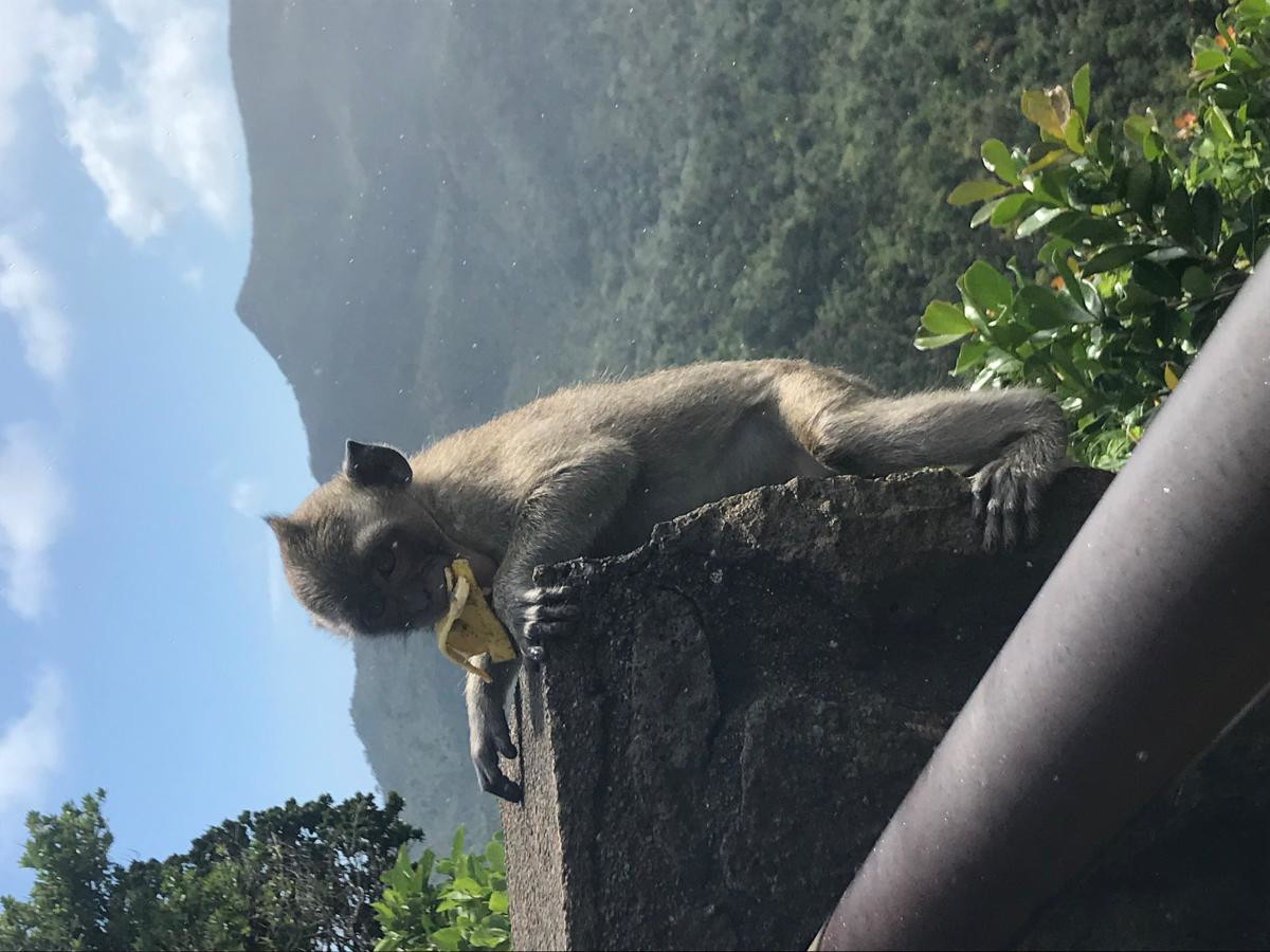 Привет от мартышки. Остров Маврикий – фотографии Маврикия