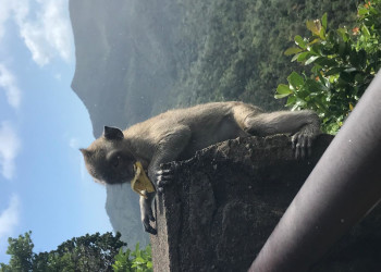 Привет от мартышки. Остров Маврикий – фотографии Маврикия