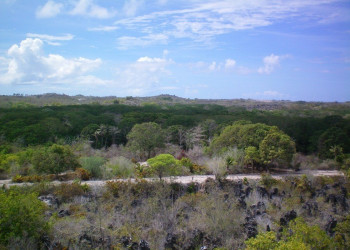 Территория леса. Остров Науру – фотографии Науру