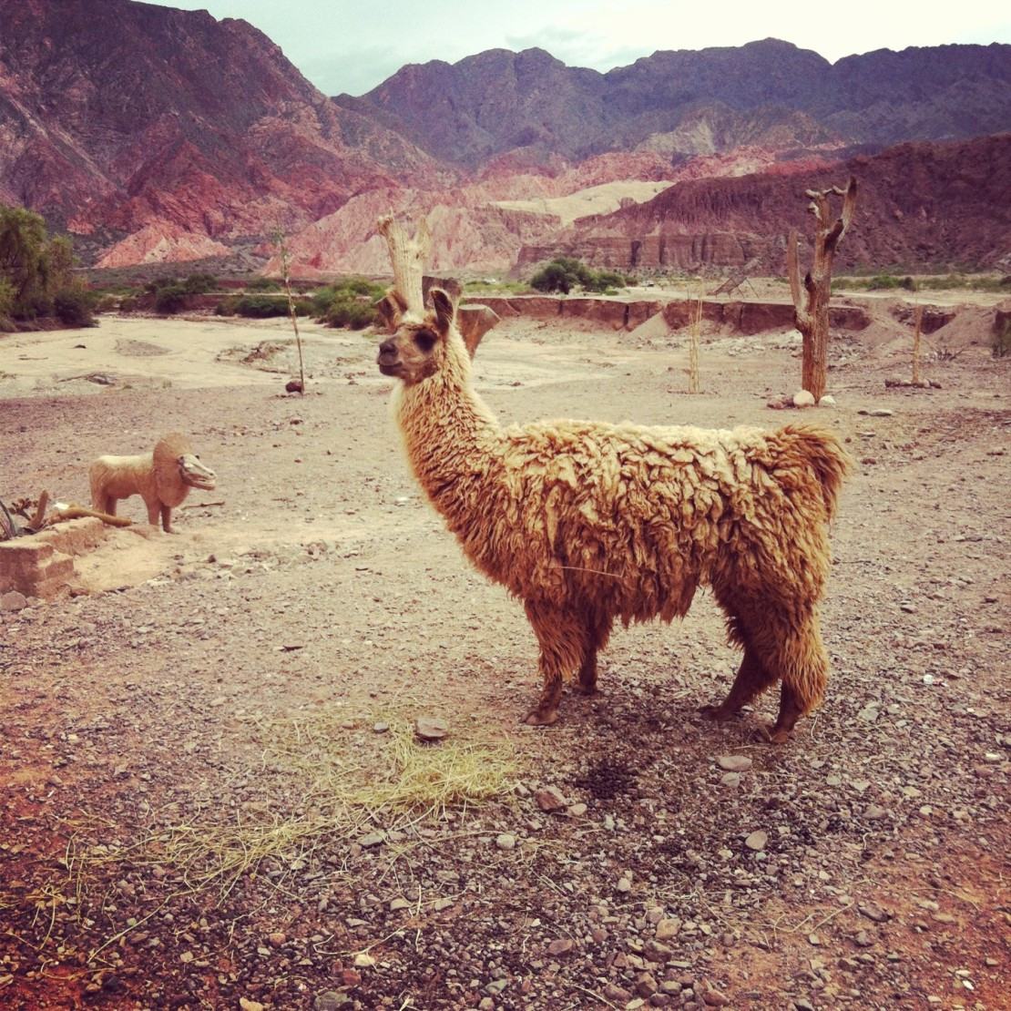 Альпака. Кафаяте. Аргентина. – фотографии Аргентины