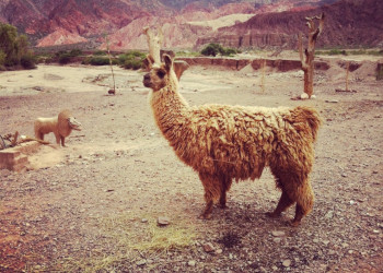 Альпака. Кафаяте. Аргентина. – фотографии Аргентины