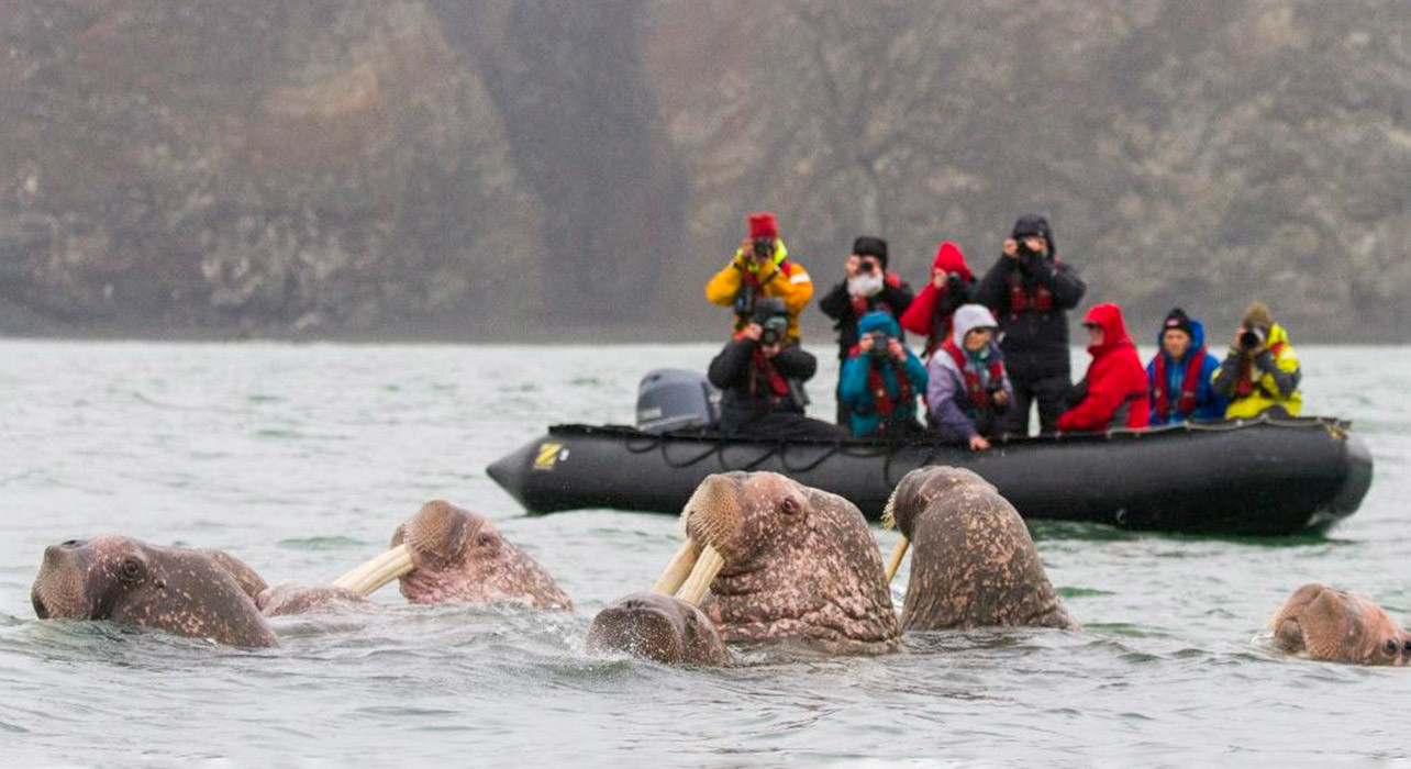 Российский заповедник остров Врангеля (Wrangel Island) на Чукотке – фотографии России