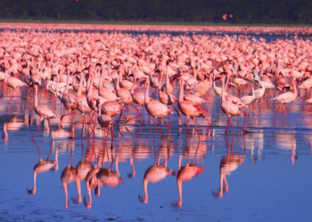 Национальный парк «Озеро Накуру» (Lake Nakuru) в Кении – фотографии Кении