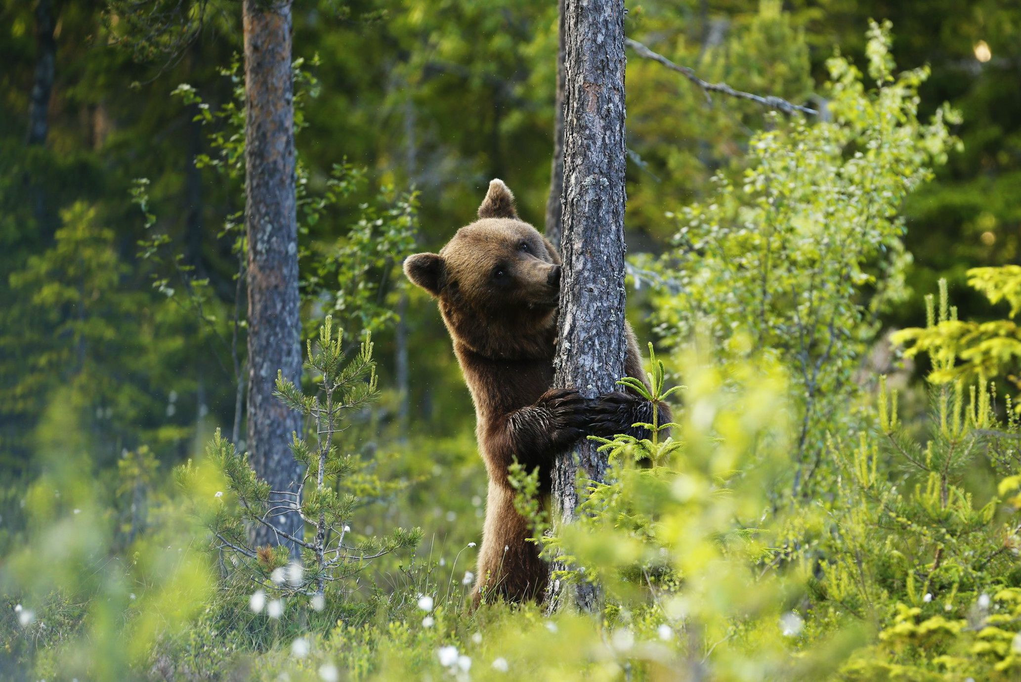 Река Щугор – фотографии России