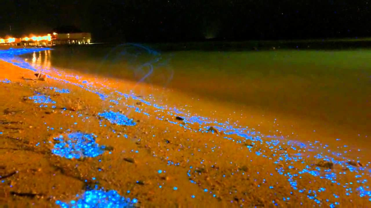 Светящийся пляж острова Ваадху (Vaadhoo), Мальдивы – фотографии Мальдивских островов