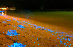 Светящийся пляж острова Ваадху (Vaadhoo), Мальдивы – фотографии Мальдивских островов