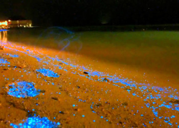 Светящийся пляж острова Ваадху (Vaadhoo), Мальдивы – фотографии Мальдивских островов