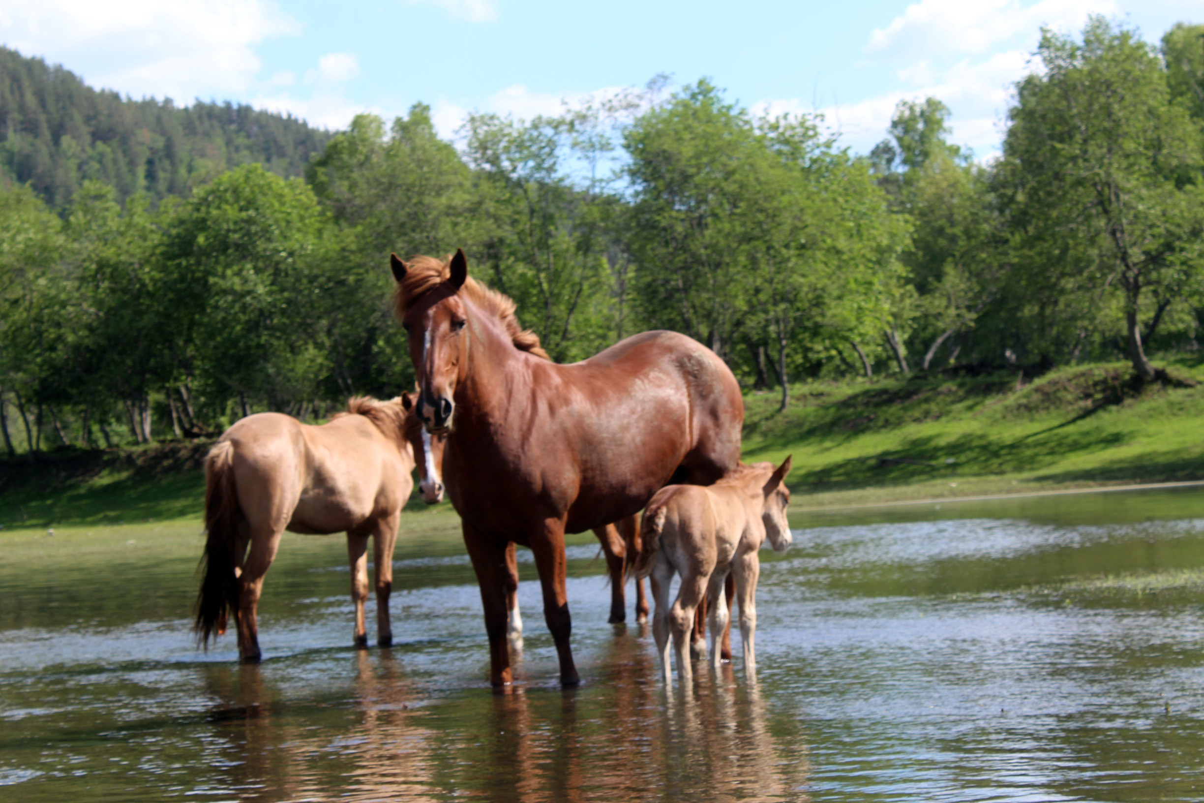 р.Белая – фотографии