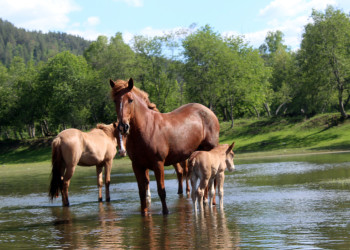 р.Белая – фотографии