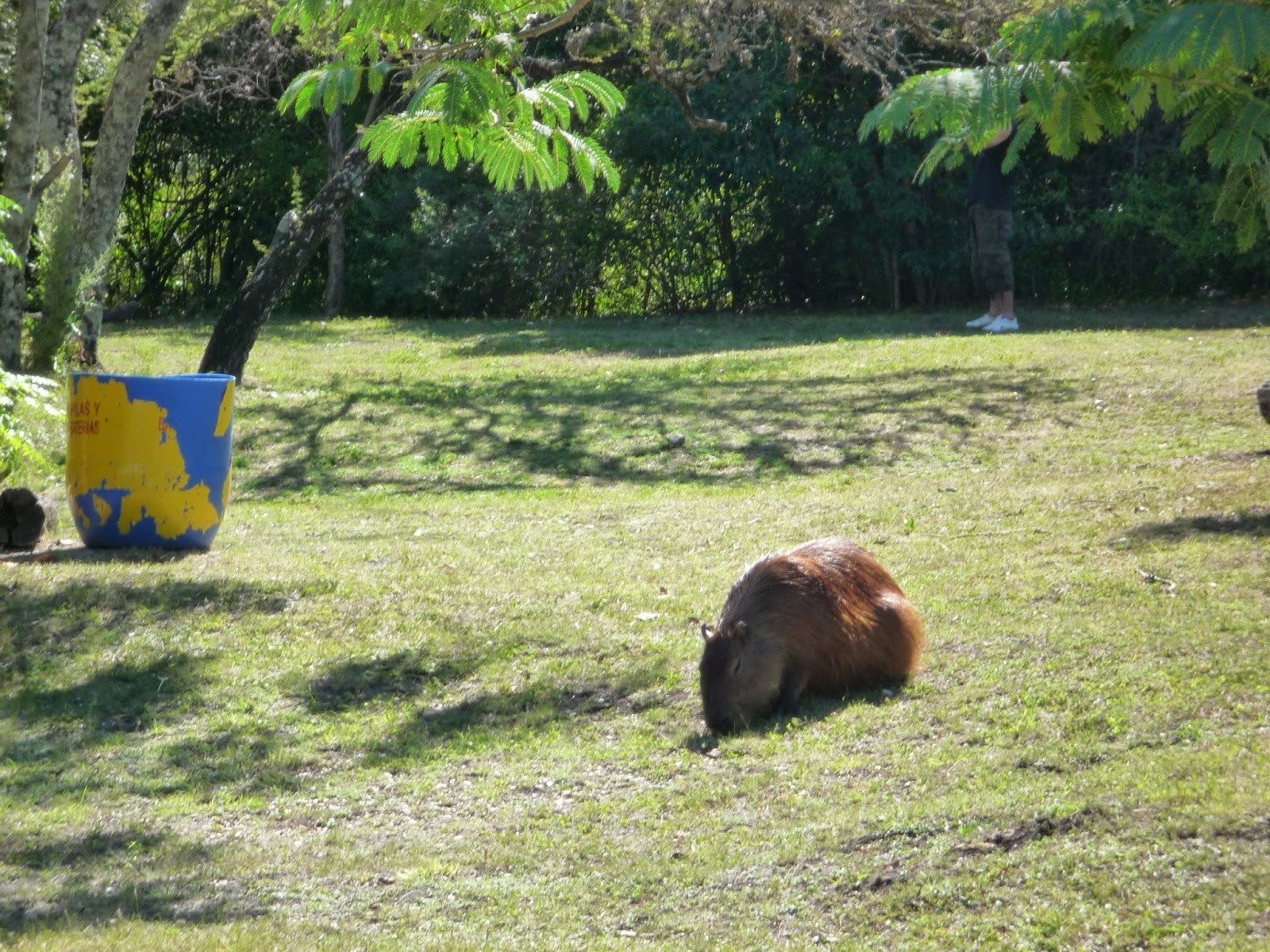 Житель Эль Палмары. Аргентина – фотографии Аргентины