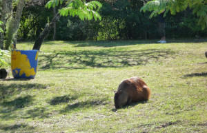 Житель Эль Палмары. Аргентина – фотографии Аргентины