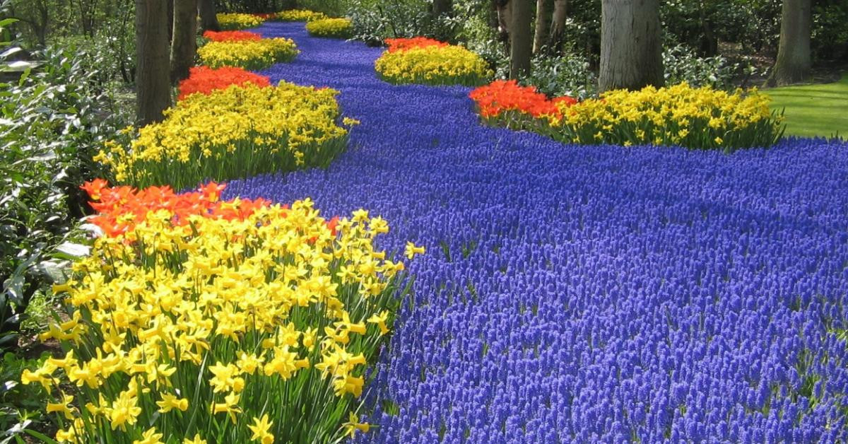 Цветочный парк Кёкенхоф (Keukenhof) в Нидерландах – фотографии Нидерландов