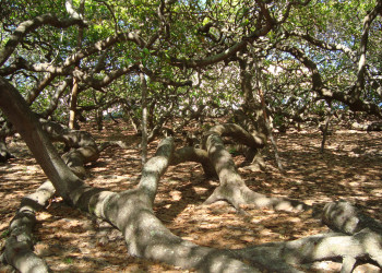 Крупнейшее дерево кешью в мире – фотографии Бразилии