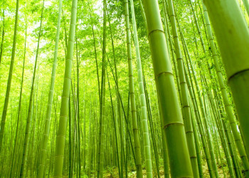 Бамбуковая роща Арасияма расположена в Киото – фотографии Японии