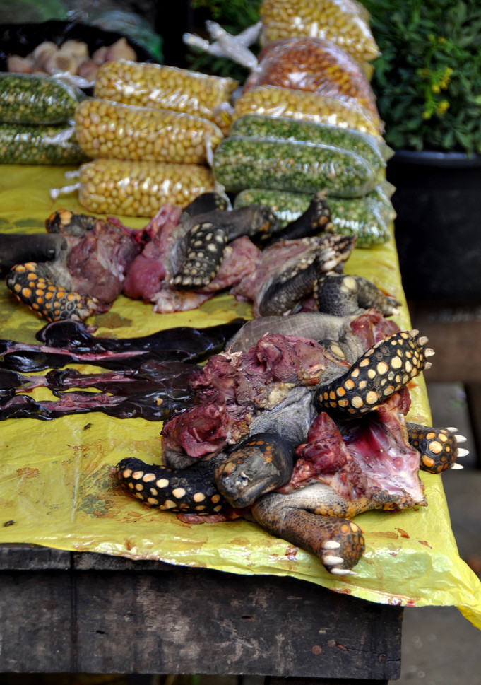 Бедная черепашка – фотографии Перу