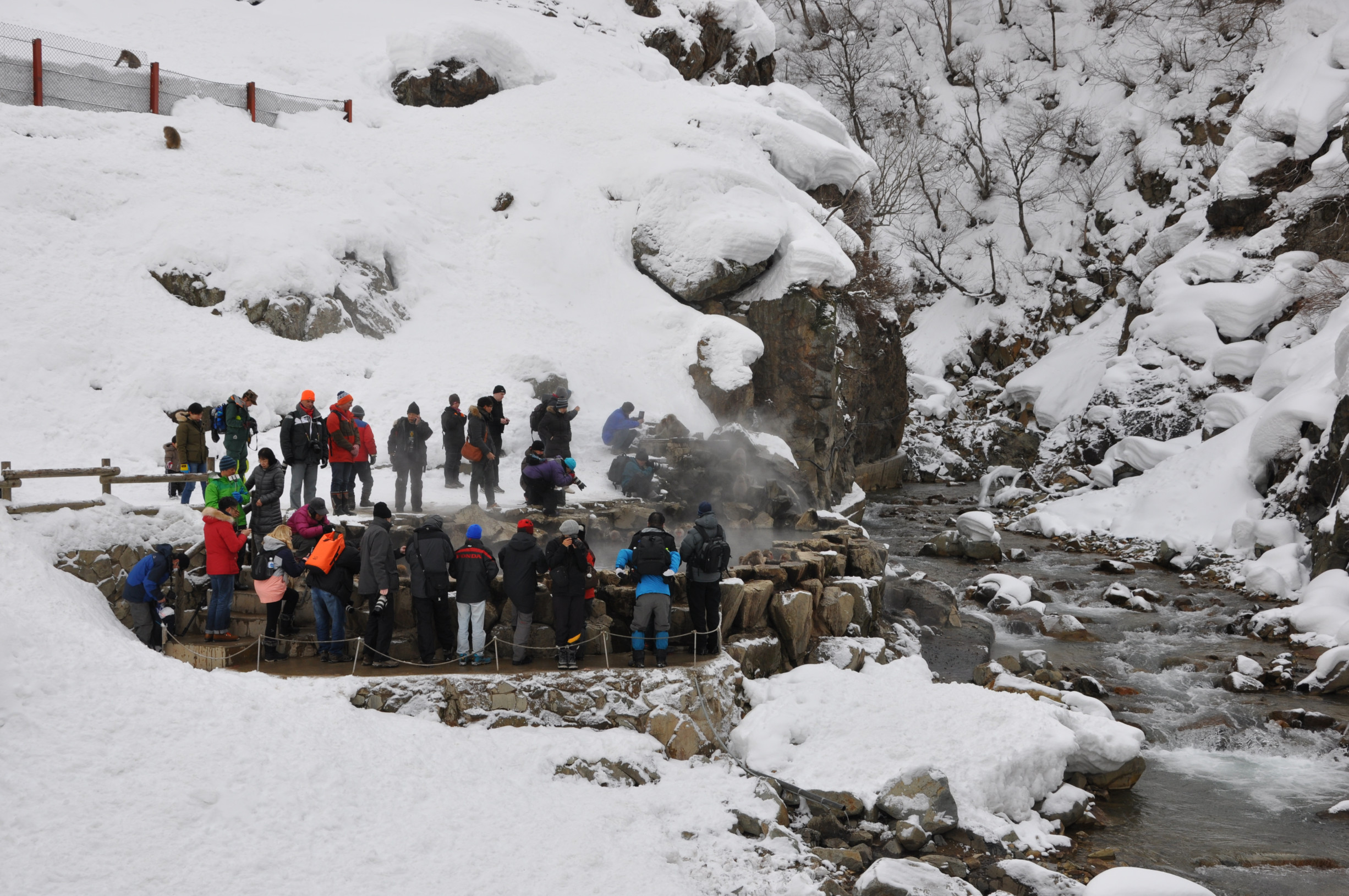 Парк обезьян Джигокудани (Jigokudani Monkey Park) расположен недалеко от города Нагано – фотографии Японии