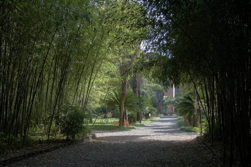 Сухумский Ботанический Сад – фотографии Абхазии