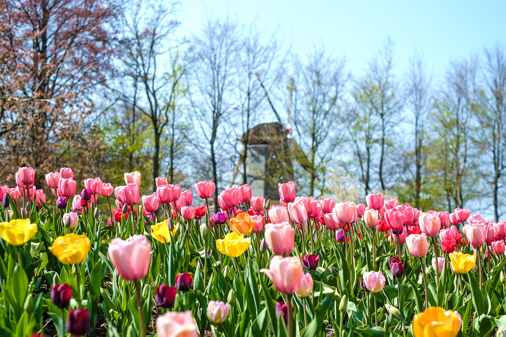 Знаменитый парад цветов в Парке Кёкенхоф в Нидерландах происходит с конца марта по середину мая – фотографии Нидерландов