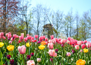 Знаменитый парад цветов в Парке Кёкенхоф в Нидерландах происходит с конца марта по середину мая – фотографии Нидерландов