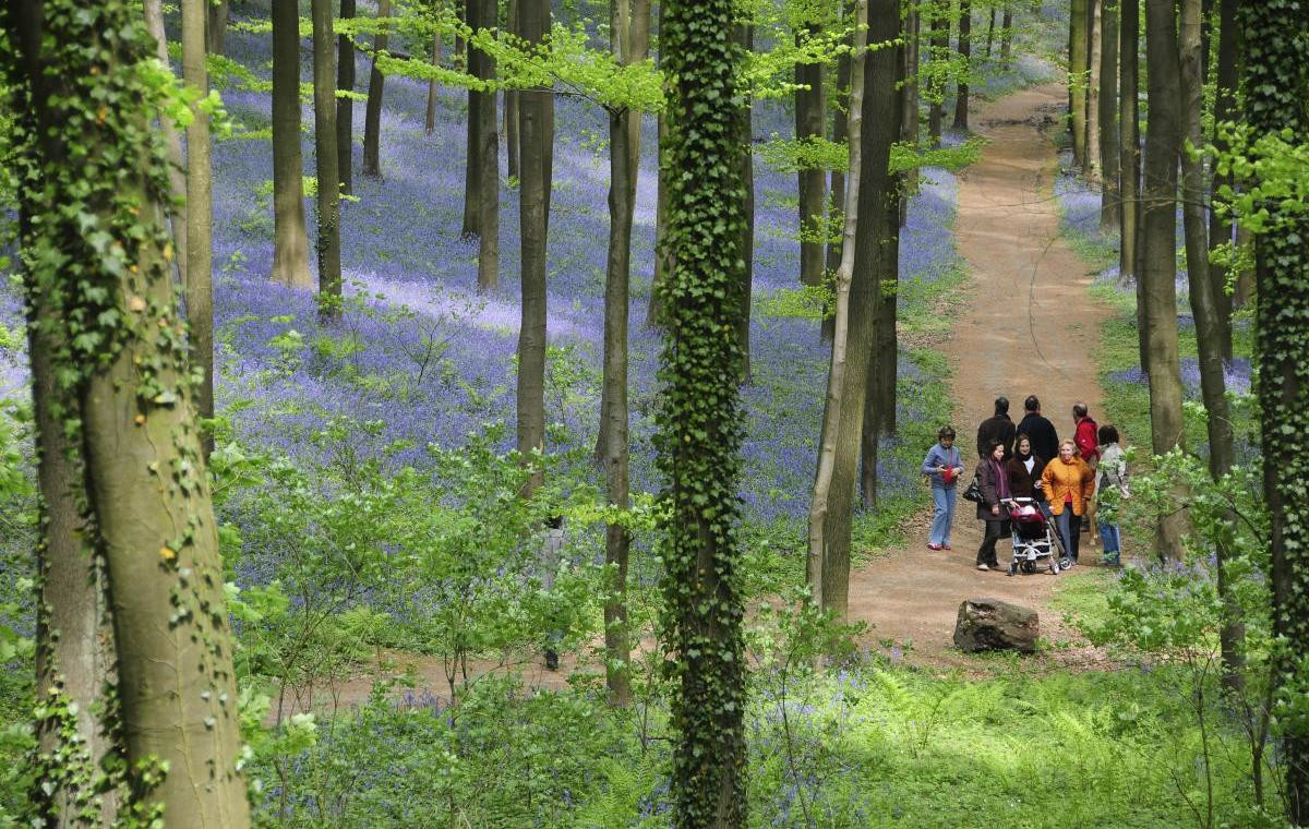 Синий лес (The Hallerbos) в Брюсселе, Бельгия – фотографии Бельгии