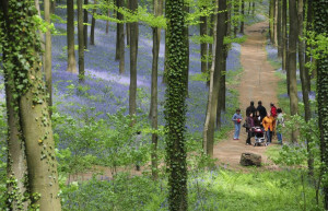 Синий лес (The Hallerbos) в Брюсселе, Бельгия – фотографии Бельгии