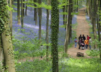 Синий лес (The Hallerbos) в Брюсселе, Бельгия – фотографии Бельгии