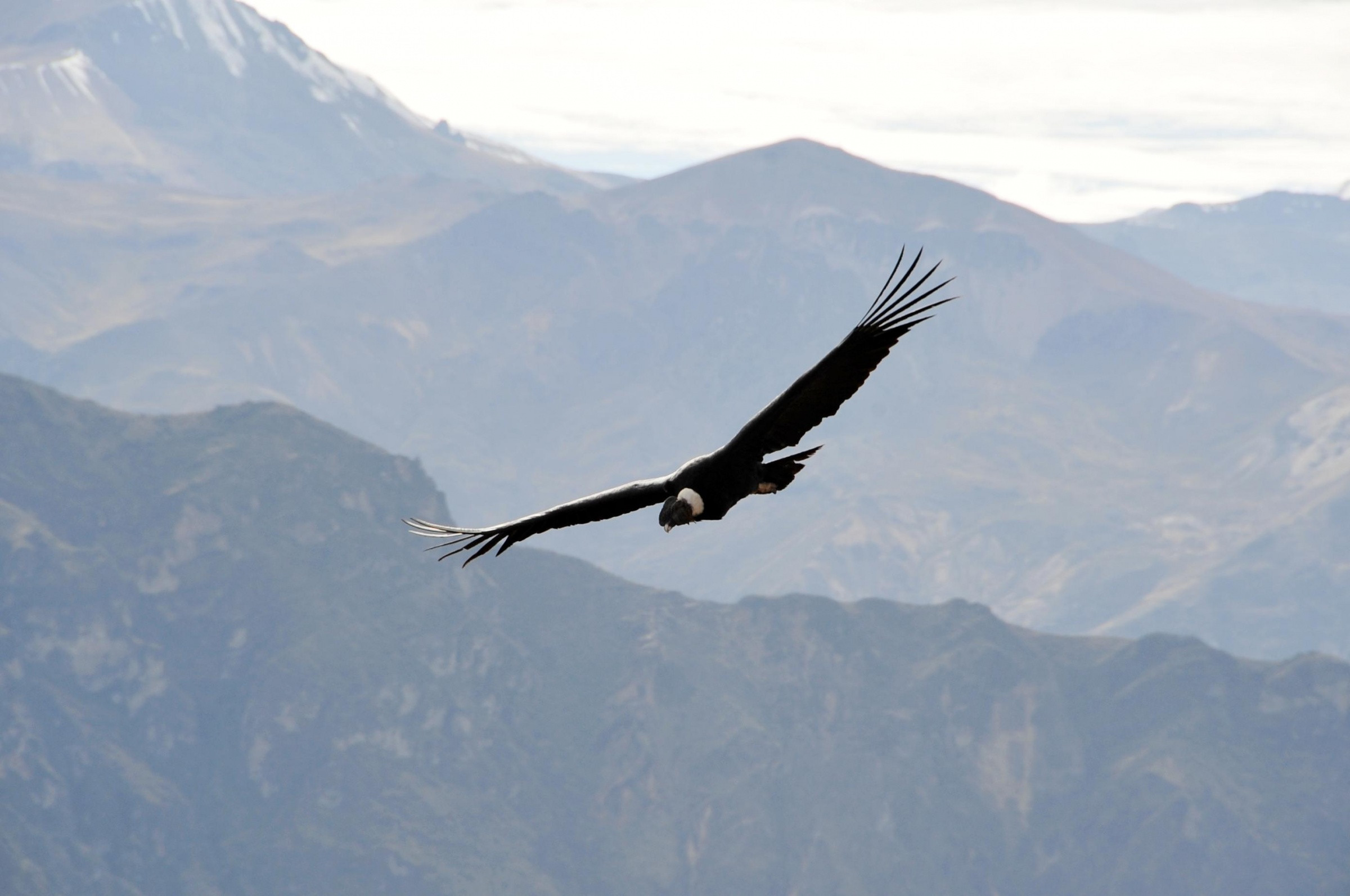 Кондоры в каньоне Колка – фотографии Перу