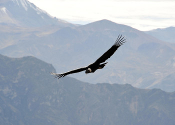 Кондоры в каньоне Колка – фотографии Перу