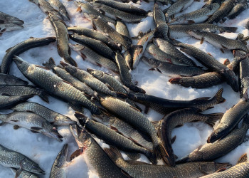 Небольшой улов – фотографии России