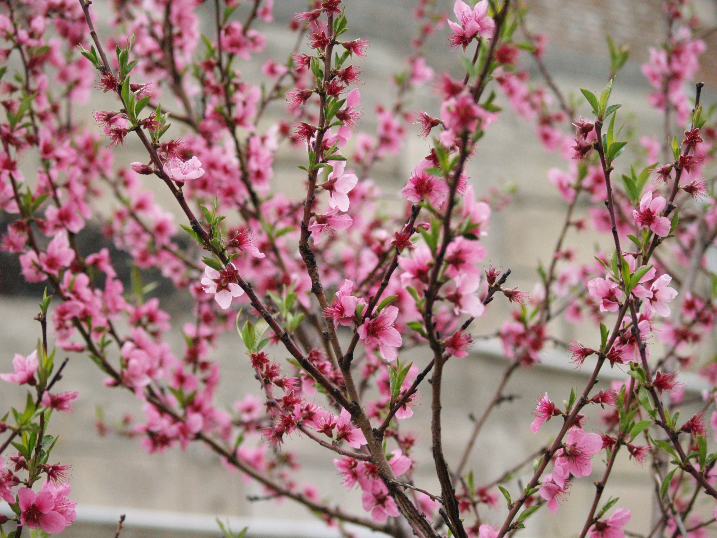 Грузия Весна – фотографии Грузии