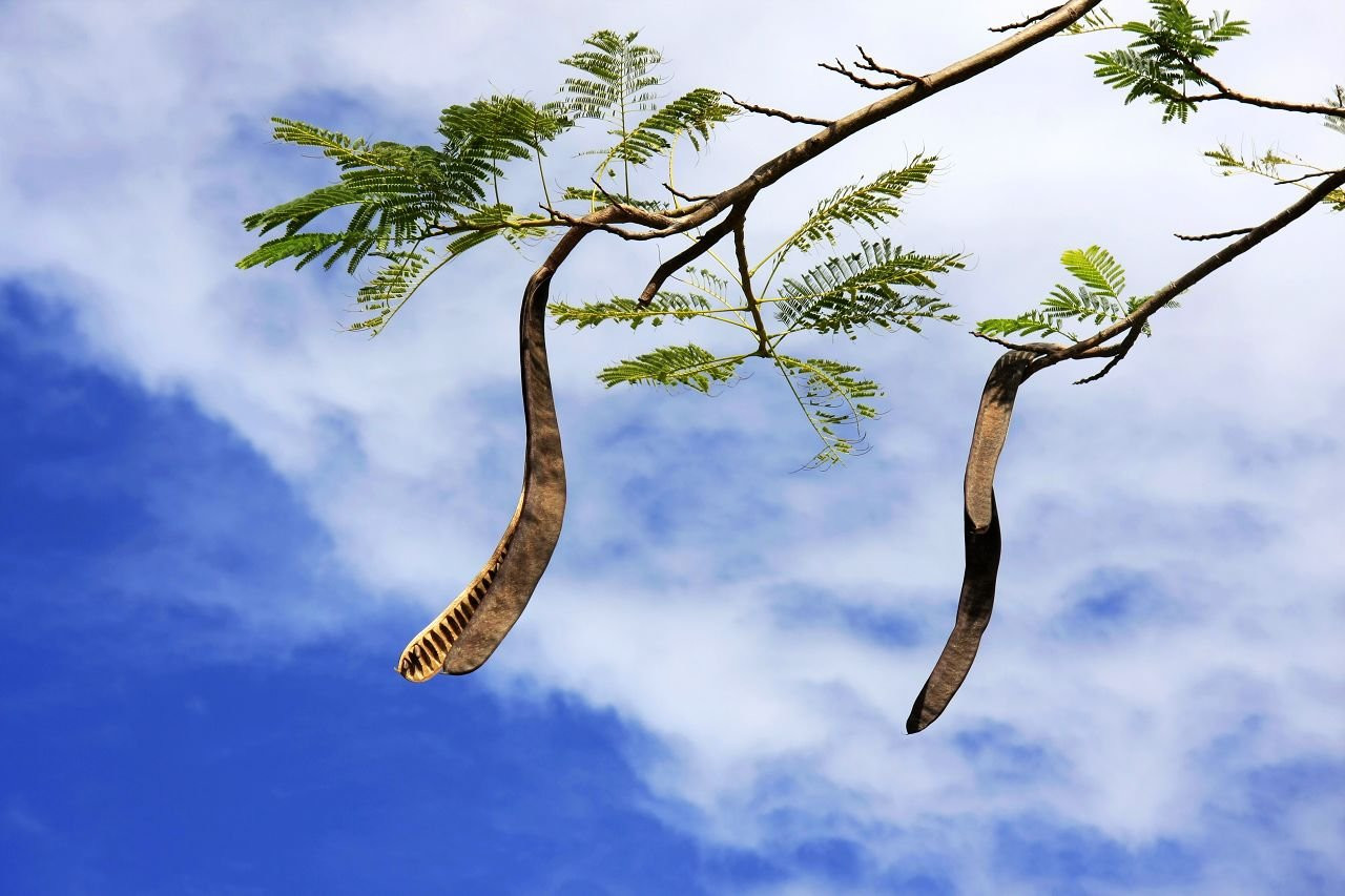 Сайпан остров, Северные Марианские острова, фото № 73176 – фотографии Северных Марианских островов