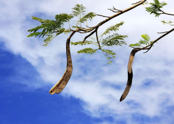 Сайпан остров, Северные Марианские острова, фото № 73176 – фотографии Северных Марианских островов