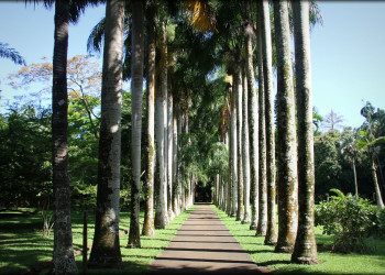 Аллея в ботаническом саду Памплемус. Маврикий – фотографии Маврикия