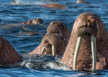 Остров Врангеля среди вод Северного Ледовитого океана, Чукотка, Россия – фотографии России