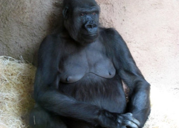 Пражский зоопарк – фотографии Чехии