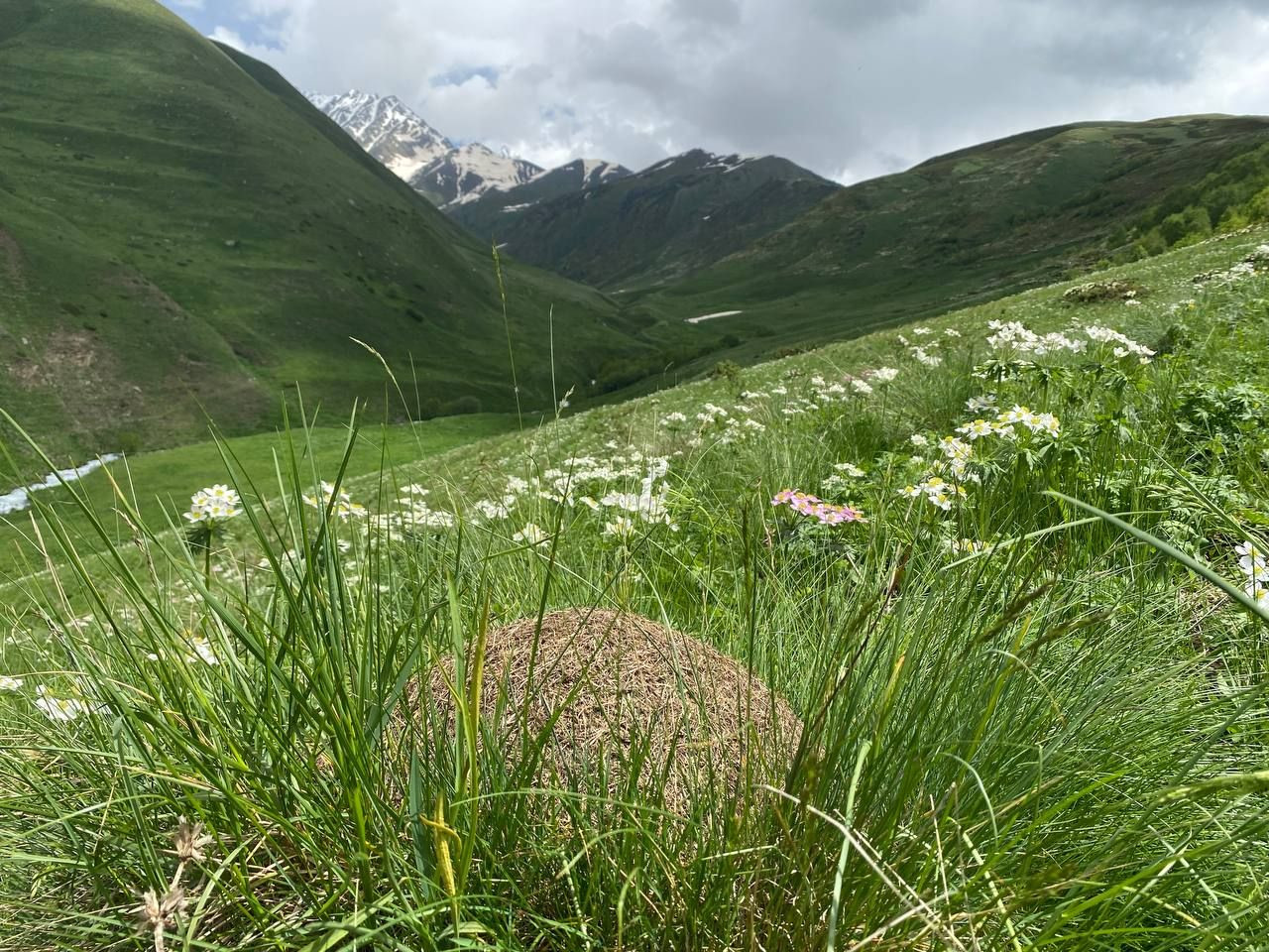 Муравейник и горы в ущелье Цмиаком, июнь 2022 – фотографии России