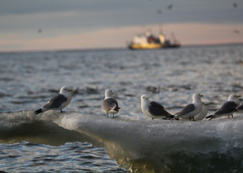 Заповедник остров Врангеля (Wrangel Island), Чукотка, Россия – фотографии России