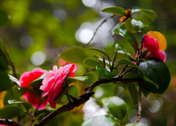 5 – фотографии