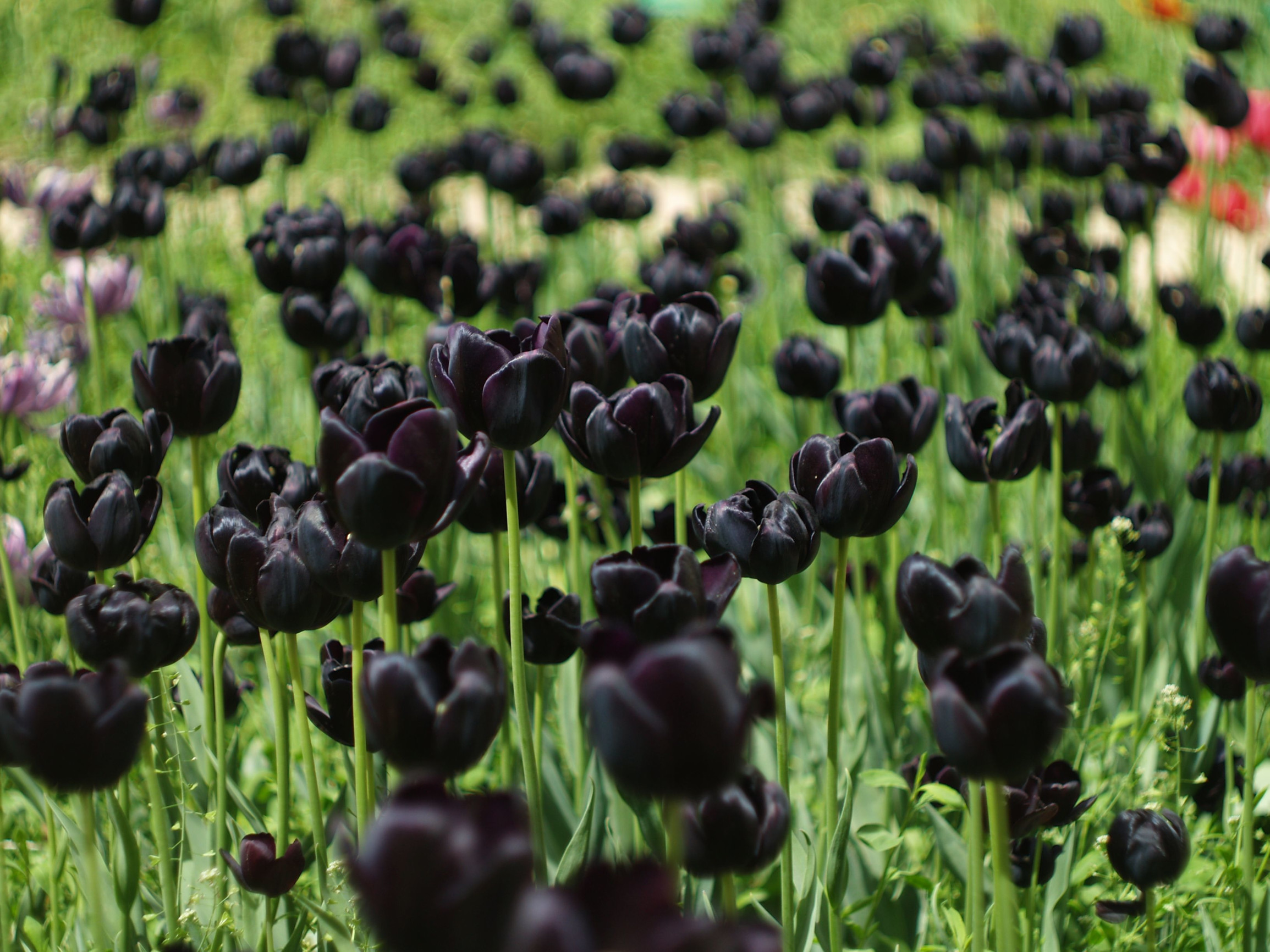 Черный тюльпан. Никитский ботанический сад – фотографии России