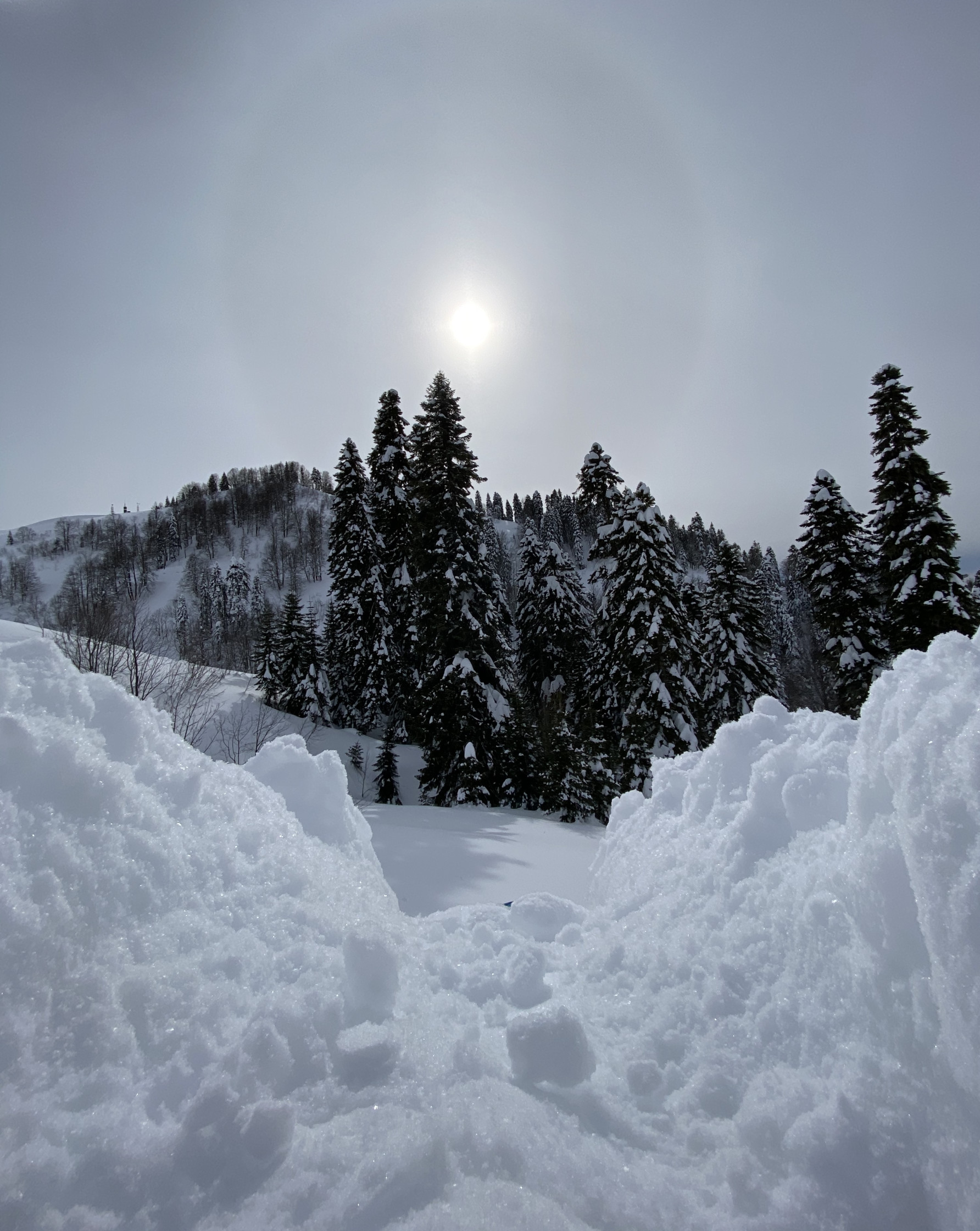 Природа Южного слона на Роза Хутор в феврале – фотографии России