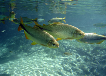 Река Прата (Rio da Prata) – фотографии Бразилии