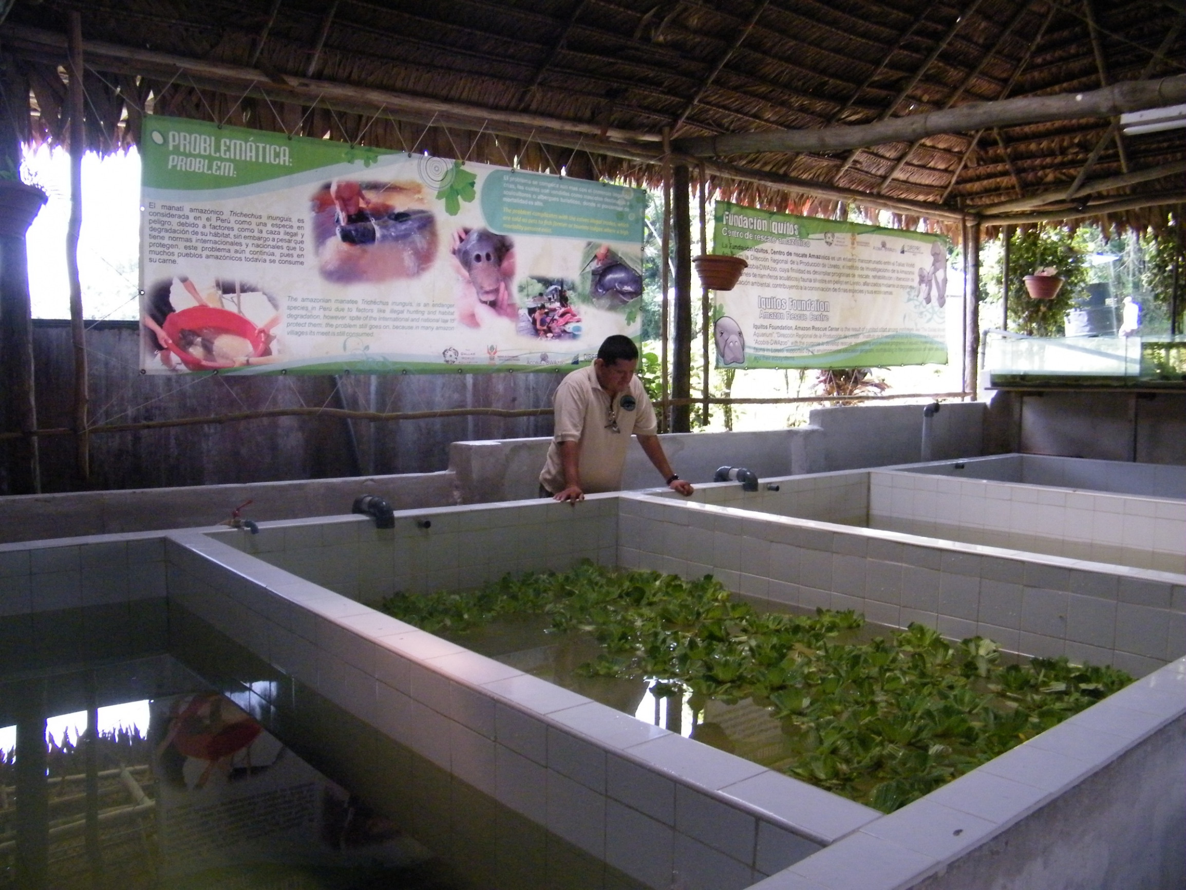 Центр спасения амазонских ламантинов в Икитосе – фотографии Перу