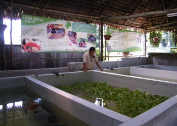 Центр спасения амазонских ламантинов в Икитосе – фотографии Перу